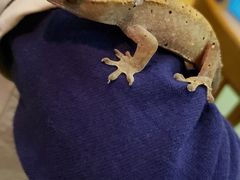 -藦茜花园宠物主题亲子互动体验馆(国顺东路店)