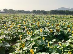 -高记福桂桂花糖炒栗(鼓楼店)