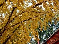 -三里屯东五街银杏大道