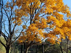 -上海共青森林公园