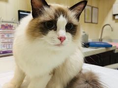 -宠爱国际动物医院· 猫科· 外科·中兽医(长白店)