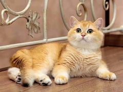 -70cat德文卷毛猫·缅因猫纯种猫舍