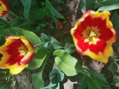 -长春公园(普阳街道)