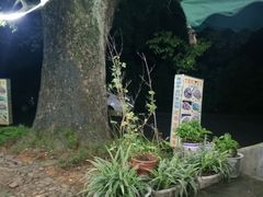 -遇龙河大樟树农家乐