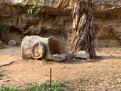 -清迈夜间动物园