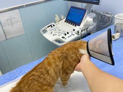 -纳吉亚猫专科动物诊疗中心(蒋宅口分院)