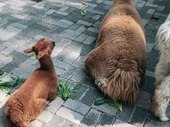 -长白岛森林公园