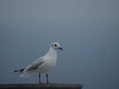-海埂大坝
