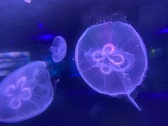 -南昌海洋公园