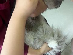 -瑞派福兴宠物医院犬猫全科·骨科·中西医结合(河东店)