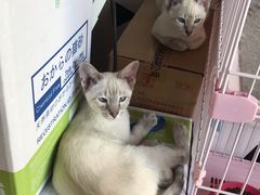 -Cappucimeow猫咪咖啡馆(韦伯时代店)