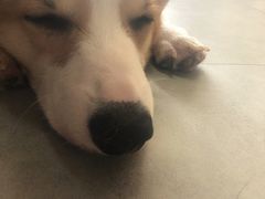 -汪说·狗咖(旺城大厦店)