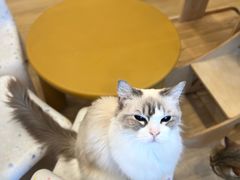 -有喵·猫咖·狗咖·30几只猫10只小狗(岗厦店)