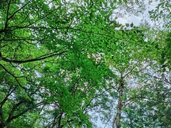 -青峰峡国家森林公园