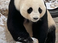 -石家庄市动物园