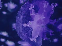 -太平洋海底世界