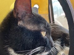 -伟伟宠物医院·瑞派猫友好医院·猫科(光谷店)
