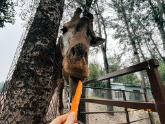 -大连森林动物园