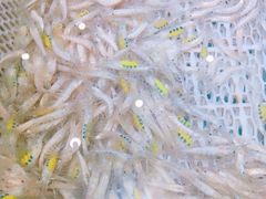 -金源山海一味(万科早城店)