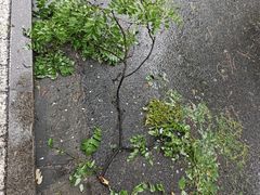 -杨氏青龙虾·羊蝎子(珠江路店)