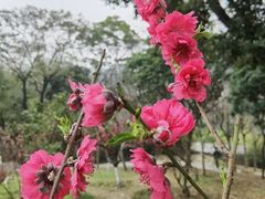 -桃花涧