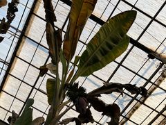 -呀路古热带植物园