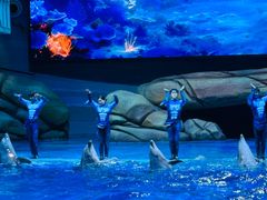 -海合安武汉极地海洋公园
