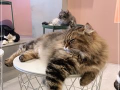 -猫儿山۰猫主题餐厅