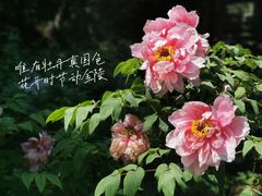-南京古林公园