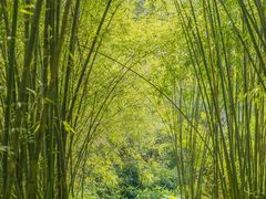-大屏嶂森林公园