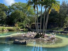 -奥兰多迪士尼动物王国乐园