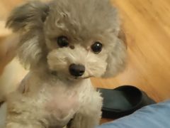 -爱宠屋pet shop·宠物洗澡·宠物美容