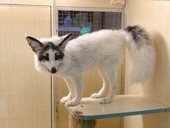 -藦茜花园宠物主题亲子互动体验馆(国顺东路店)