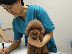 -爱妮康宠物医院·干细胞免疫细胞·肿瘤·心脏(张江店)