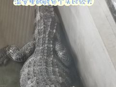 -中国扬子鳄村