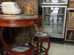 龟龄膏-公利真料竹蔗水(中环店)