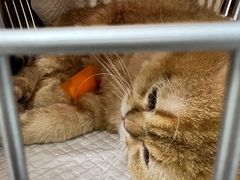 -纳吉亚猫专科动物诊疗中心(蒋宅口分院)
