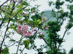 -狐尾山公园