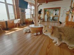 -猫的茶·猫咖