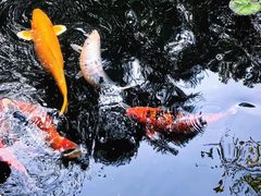 -广州兰圃
