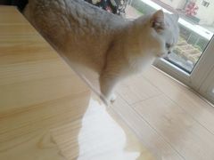 -MOYOYO猫咪咖啡店