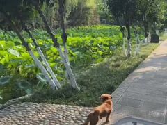 -桂湖森林公园
