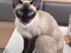 -喵园·猫主题咖啡厅·撸猫·猫咖(国贸店)