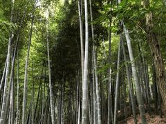 -上海佘山国家森林公园天马山园