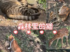 -大连森林动物园