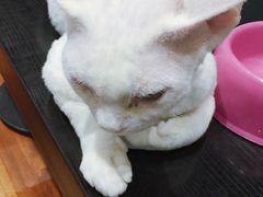 -猫小院猫主题咖啡厅(北锣店)