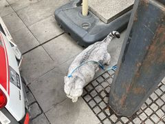 -巴公房子