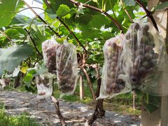 -马陆小张葡萄园农家乐