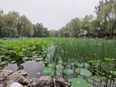 -莲湖公园