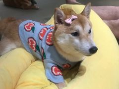 -逗柴咖啡屋·狗咖猫咖宠物桌游